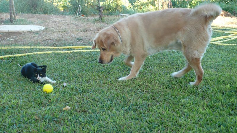 Este verano ni las mascotas se resisten a la pasión tenística.