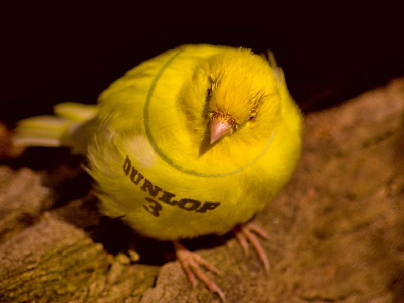 ¿Pájaro o pelota?