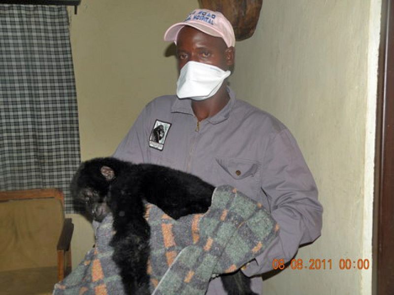 Uno de los veterinarios del parque sostiene al cachorro después de haber sido rescatado de la banda de cazadores furtivos que lo habían capturado