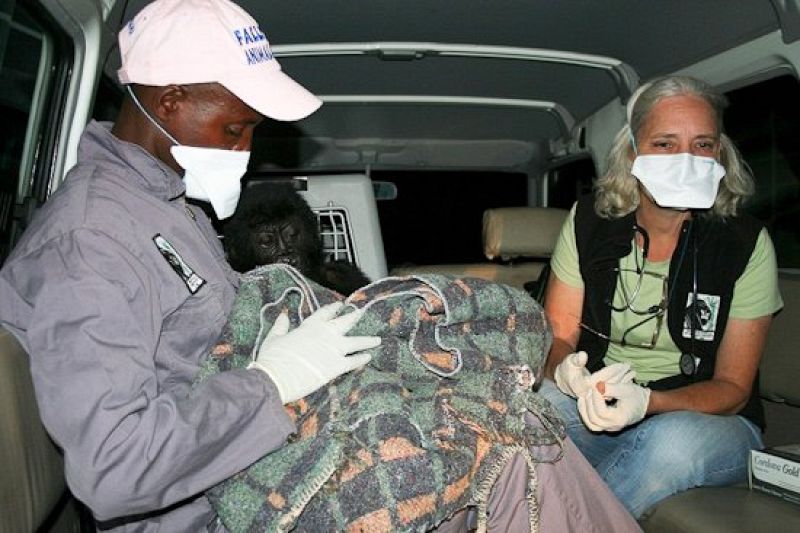 Los veterinarios trasladan al cachorro a una clínica para hacerle análisis médicos