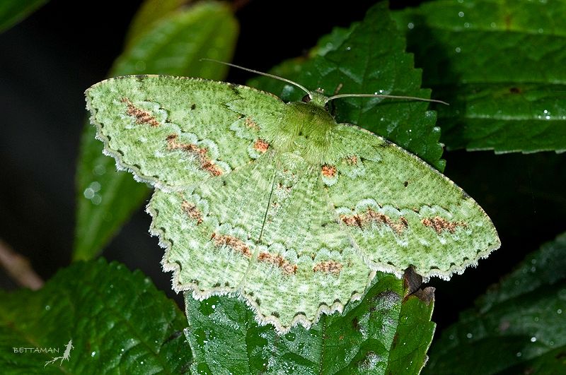 Hasta la fecha, la cifra estimada sobre la cantidad de especies que viven en la Tierra oscilaba entre 3 y 100 millones, pero la nueva técnica ha reducido drásticamente estos valores hasta 8,7 millones de especies -con un margen de error de 1,3 millon