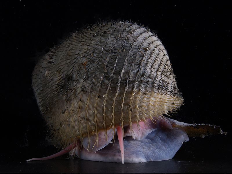 Este caracol habita en aguas profundas. Se encuentra en la montaña submarina de Sulyo, Tokio, y respira gracias a una ventilación hidrotermal, y posiblemente se trate de una nueva especie para la ciencia ya que solo se ha descubierto un único ejempla