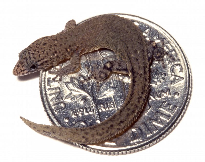 Una de las especies de reptiles más pequeña que existe -y que ha sido descrita y catalogada- en el planeta