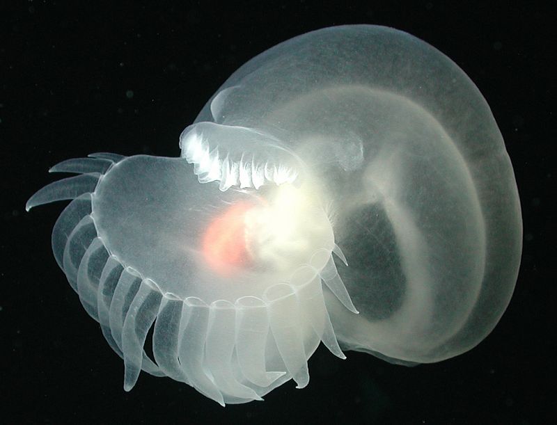 Este 'nudibranquio' no fue descrito hasta el año 2008 cuando fue fotografiado en la montaña submarina de Davidson a 2.000 metros de profundidad