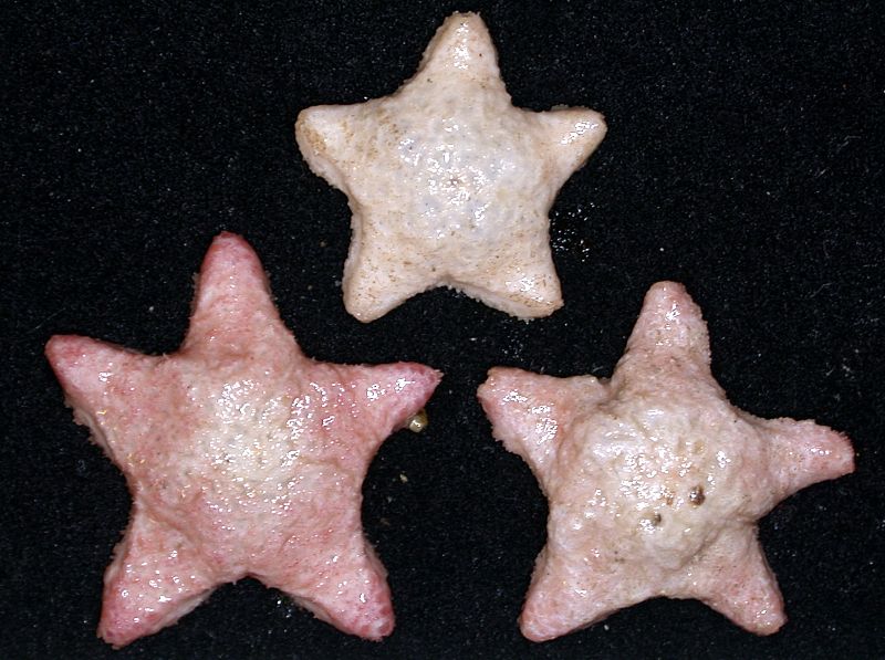 Esta nueva especie de estrella de mar 'Marginaster' fue la primera de las especies de aguas profundas descubierta en Australia de su género