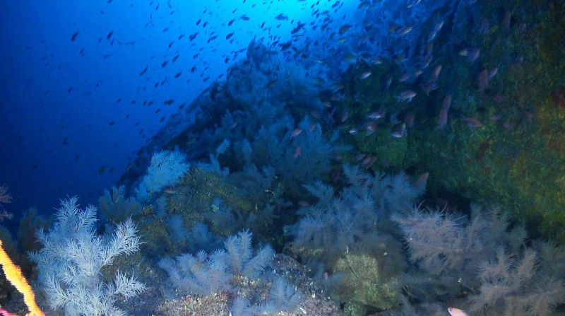 Corales Negros