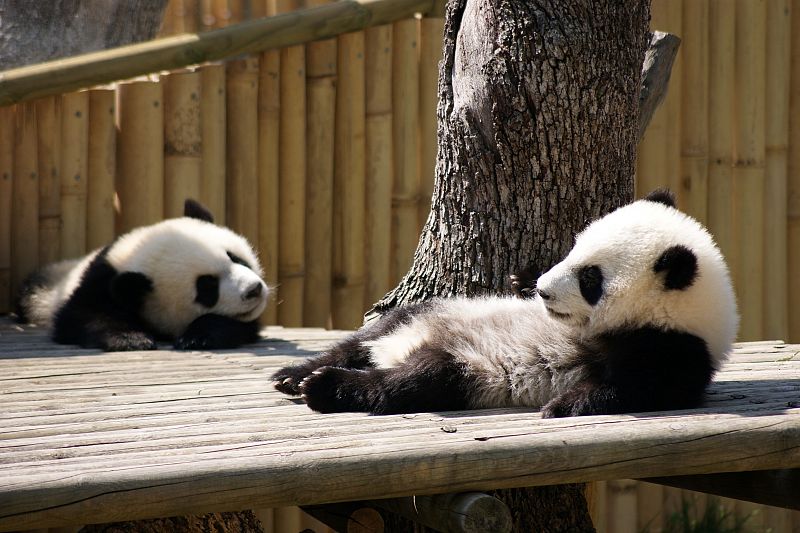 Po y De De han cumplido un año, pesan 30 kilos, y se han convertido en las estrellas del parque