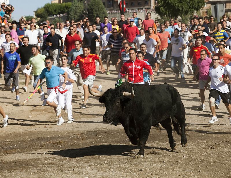 Decenas de personas participan en el tradicional Toro de la Vega de Tordesillas (Valladolid), fiesta que tiene su origen hace más de 500 años.