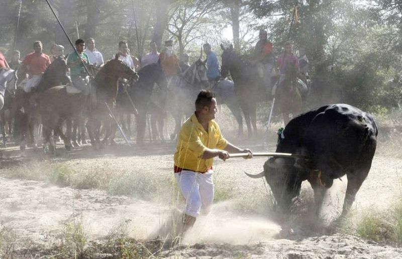 El Toro de la Vega consiste en soltar al toro que es conducido a una zona de pinares por caballistas y personas a pie hasta que se le da muerte a lanzadas.