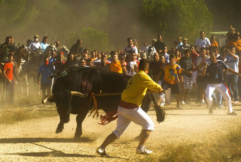 Momento en el que el ganador del torneo de 2011 clava su lanza al Toro de la Vega