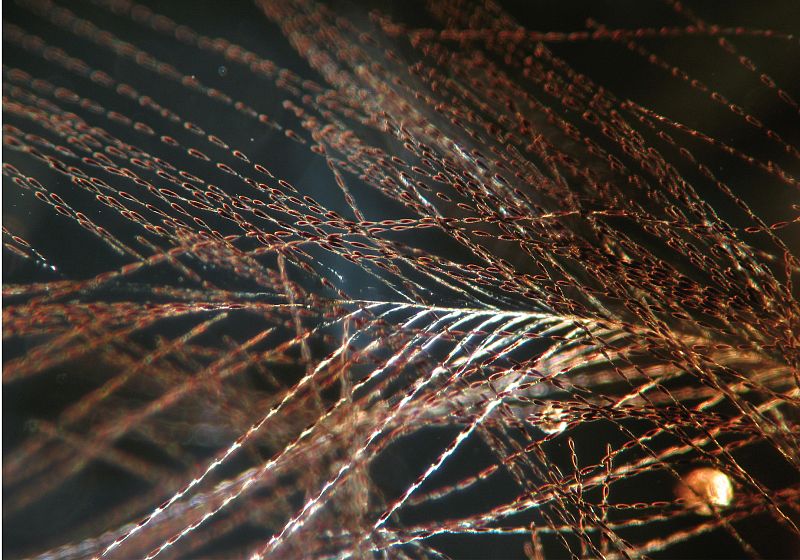 Dentro de esta masa marrón-oscura se concentran las células de pigmentación que permiten saber el color que tenían las plumas