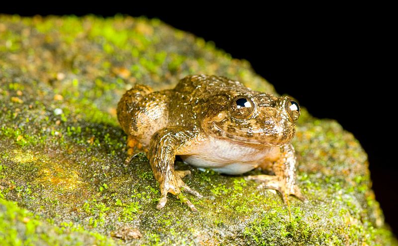 Este ejemplar de 'Nyctibatrachus sanctipalustris' es una de las 12 nuevas especies de 'ranas nocturnas' descubiertas en la India