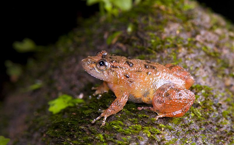 En la reproducción, no existe el contacto físico entre individuos