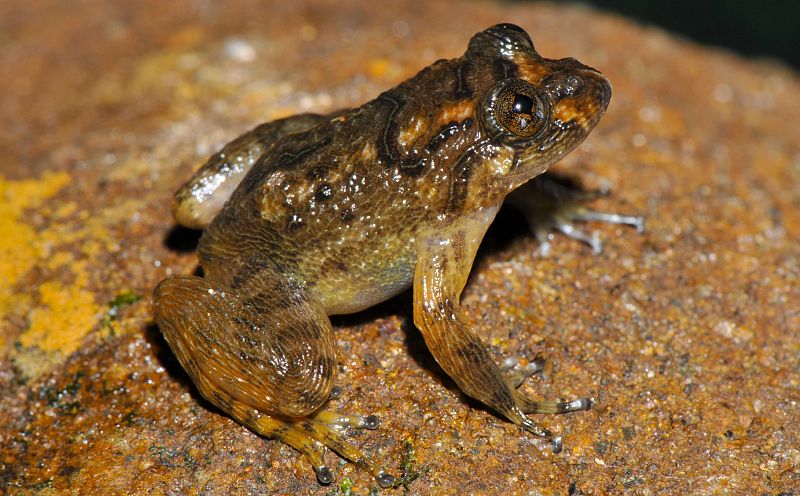 Estas ranas, del género Nyctibatrachus, son una de las familias más antiguas de la especie