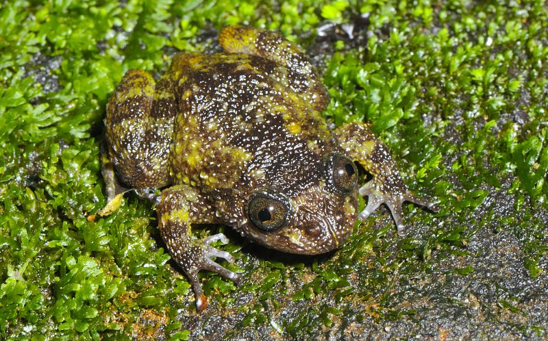 Las han bautizado como 'ranas noturnas' por sus hábitos y su color oscuro, como la 'Nyctibatrachus deveni'