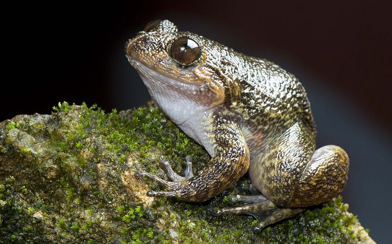 Las 'ranas nocturnas' son un grupo endémico de la India