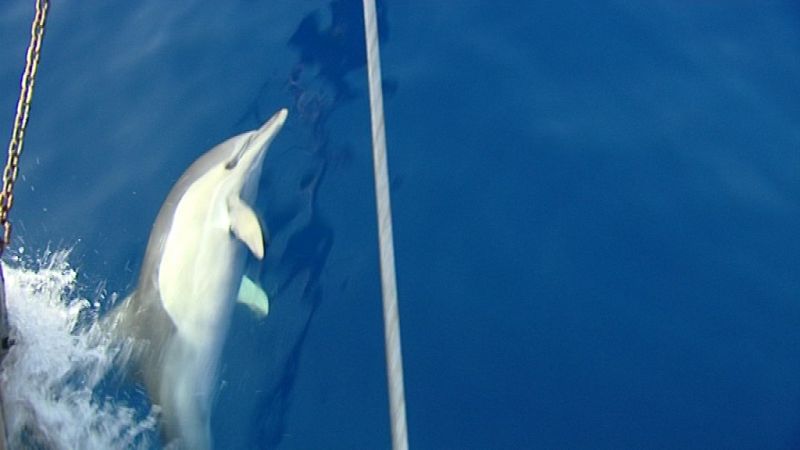 Los delfines comunes se acercan a la proa del barco durante la navegación