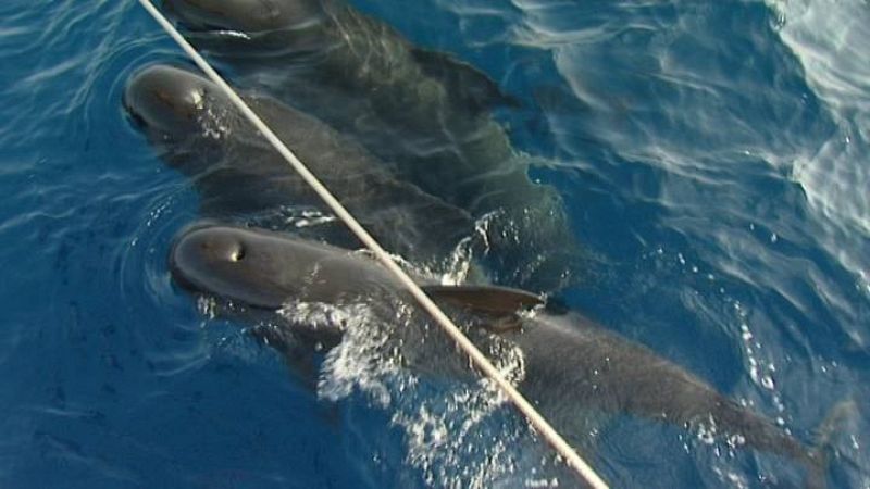 En el mar de Alborán habita un gran número de calderones