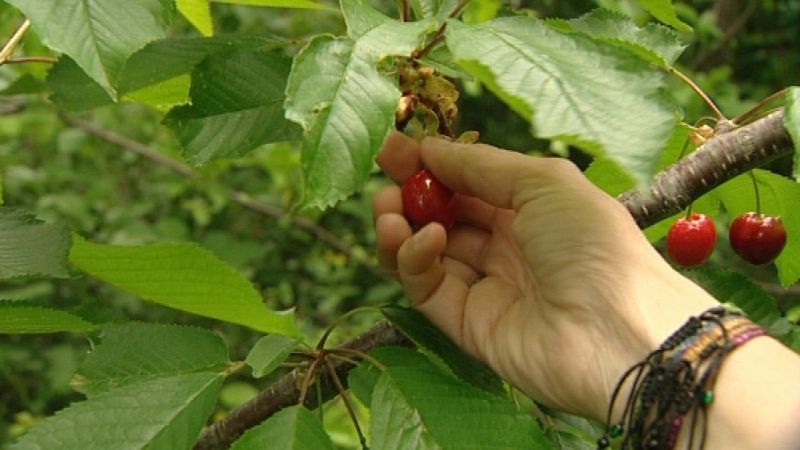 Bosque comestible