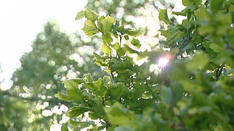 El sol es la fuente de la fertibilidad