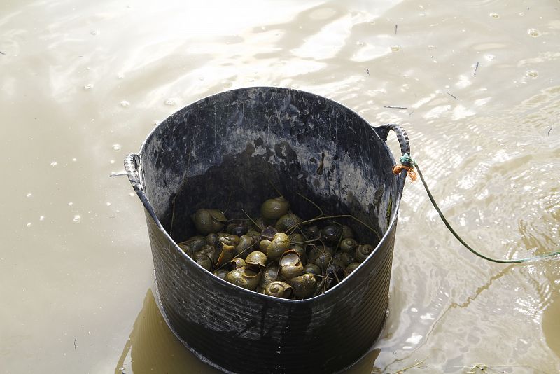 Este es el caracol que amenaza el habitat del Delta del Ebro