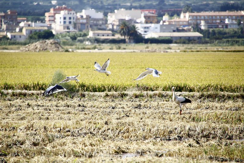 Garzas, gaviotas y cigüeñas tienen un festin en los campos recién segados