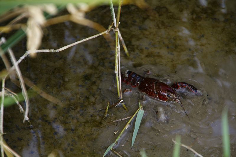 El cangrejo americano es otra especie invasora del delta del Ebro