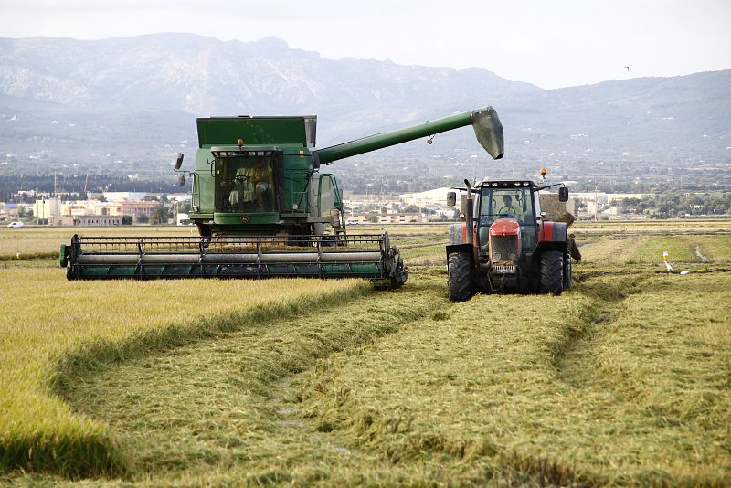 La cosecha de arroz se recoge en septiembre