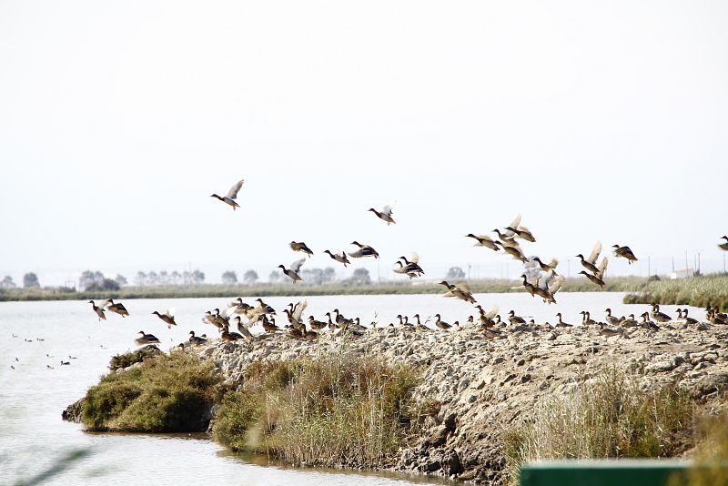 Patos y otras especies anidan en el delta del Ebro