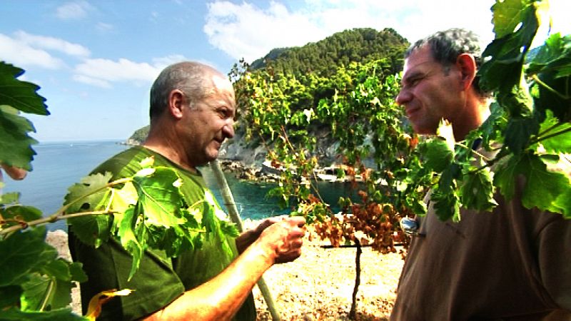 En estas viñas de Banyalbufar madura la variedad de  uva llamada malvasía