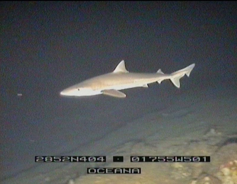 Cazón ('Galeorhinus galeus'). Expedición Oceana Ranger a las islas Canarias en septiembre de 2009