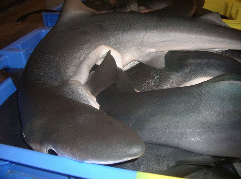 Tiburones azules ('Prionace glauca') almacenados en cajas en la lonja francesa de Lorient
