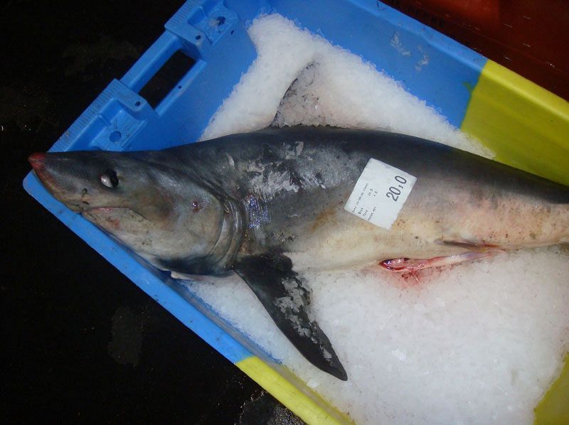 Marrajo sardinero o cailón ('Lamna nasus') en la lonja de Lorient, Francia