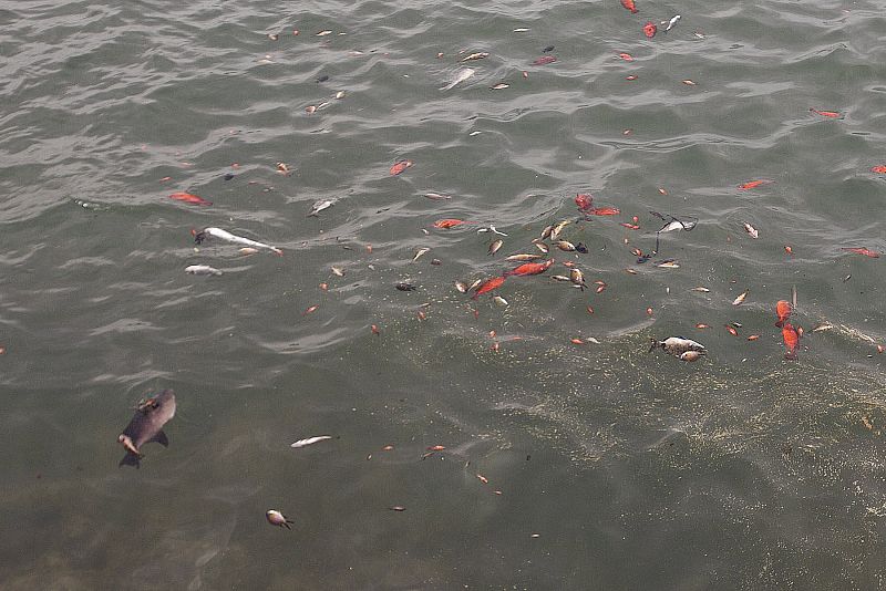 Los peces, principales víctimas en El Hierro