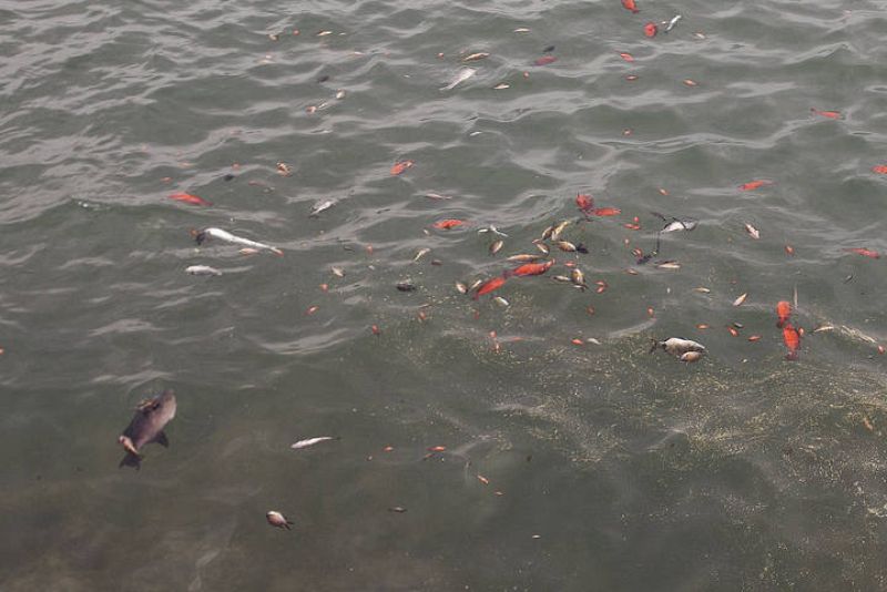 Los peces, principales víctimas en El Hierro