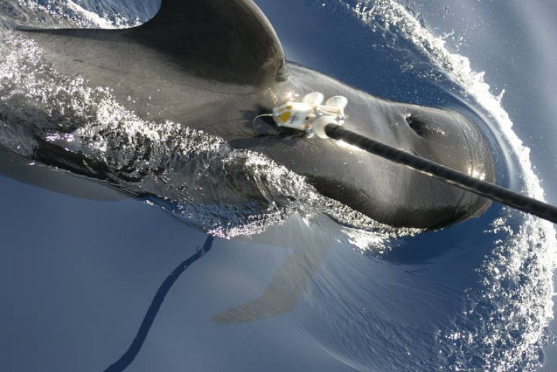 Poniendo la marca en un calderón