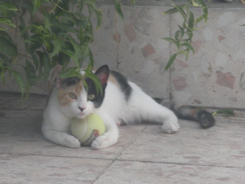 Hasta los gatitos al final van acabar diciendo el famoso "come on"