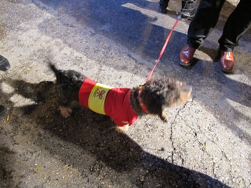 Un perrito vestido con una camiseta de España en la sede del PP en Génova.