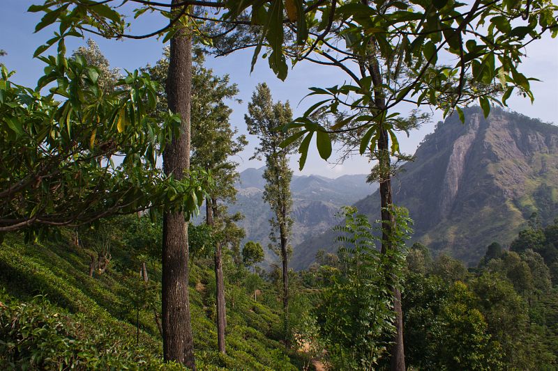 Plantaciones de té en Hill Country