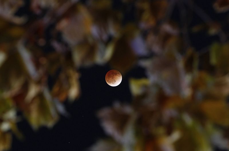 A total lunar eclipse is seen through the leaves of a tree in central Seoul