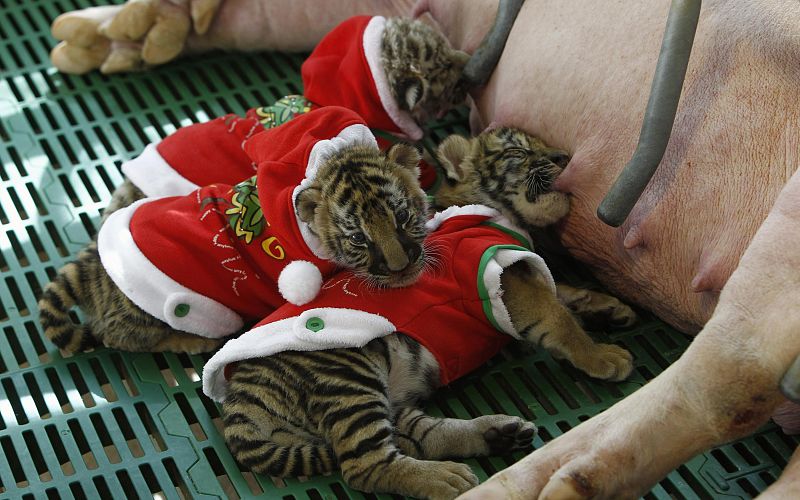 Tiger cubs dressed as Santa Claus suckle from a sow on Christmas Eve at the Sriracha Tiger Zoo in Thailand's Chonburi Province