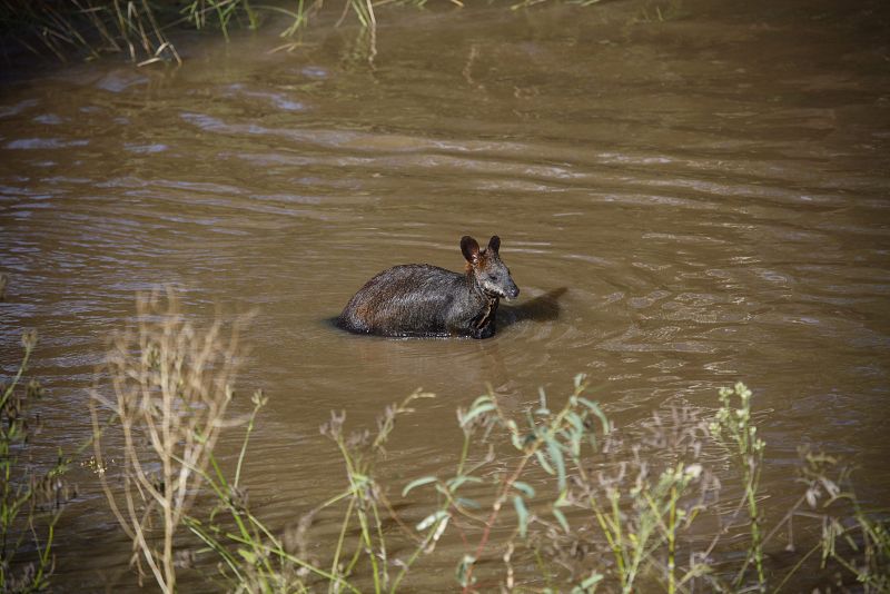 INUNDACIONES EN EL SUR Y ESTE DE AUSTRALIA