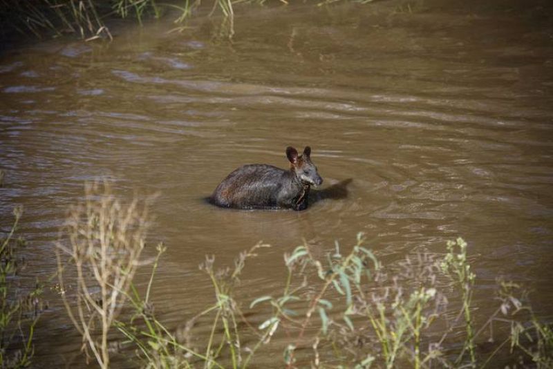 INUNDACIONES EN EL SUR Y ESTE DE AUSTRALIA 