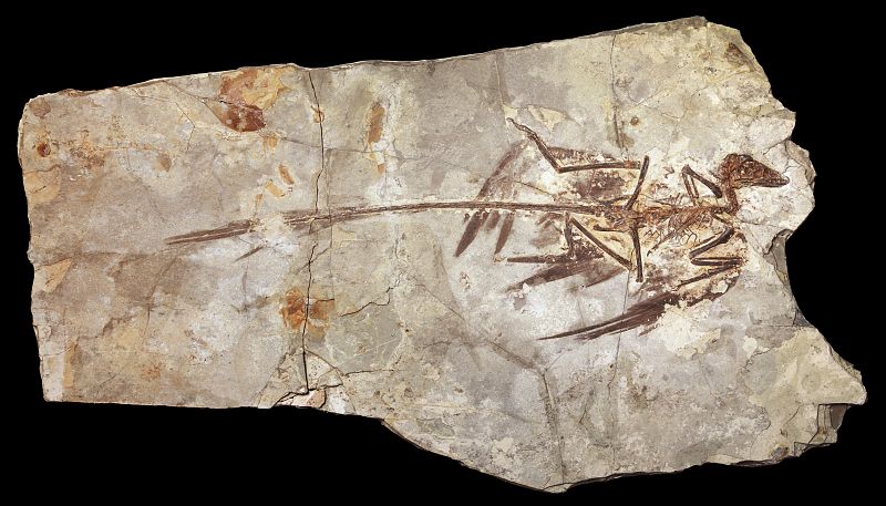 Uno de los ejemplares fósiles localizados en una región rocosa de China