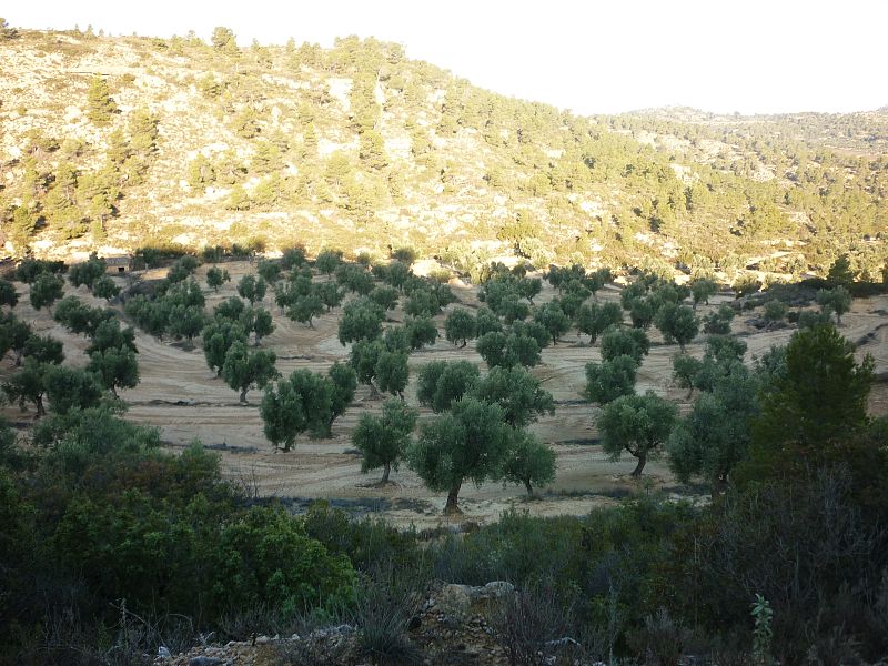 Mi paraíso se encuentra en la provincia de Teruel,entre olivos y dos rios,el Algars y el Mtarranya,en Calaceite