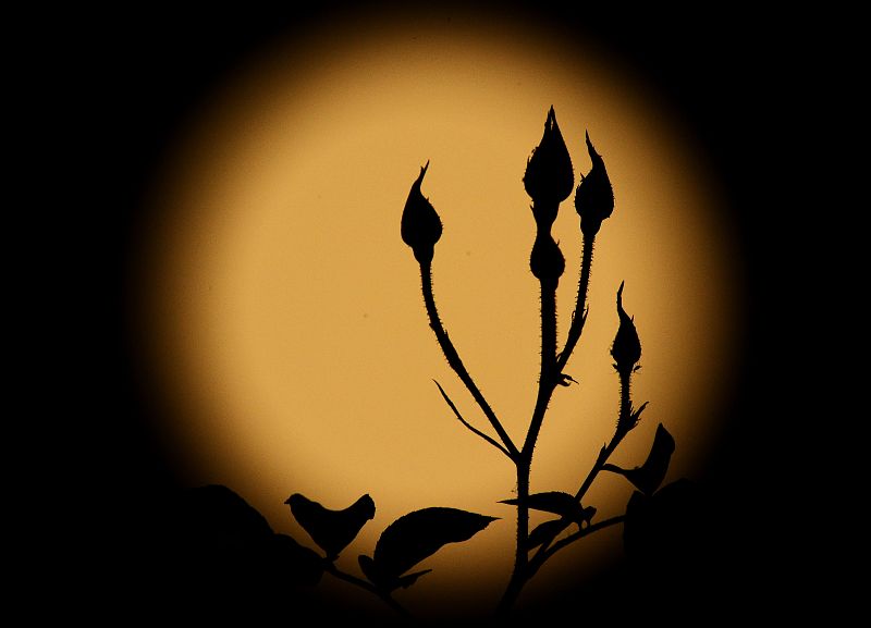 La 'superluna' vista desde Los Angeles.