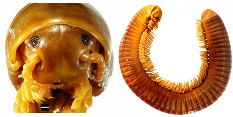 Un milpiés de 16 centímetros, "tan grande como una salchicha", descubierto en Tanzania