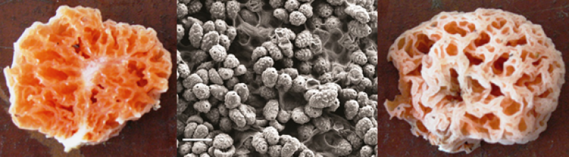 El 'gusano del diablo', localizaBob Esponja (SpongeBob), el hongo con nombre de personaje de dibujos animados que huele a fruta