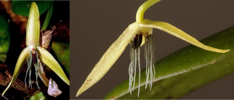La primera orquídea nocturna descrita en un bosque tropical