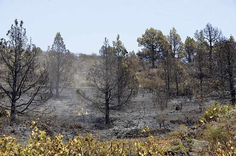 EL FUEGO FORESTAL DE LA PALMA HA AFECTADO A 880 HECTÁREAS DE TERRENO